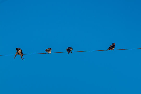Four swallows on a wire preparing for the long journey back to Europe from Africa