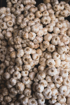 Garlic