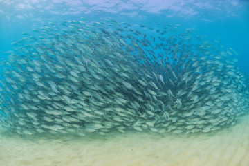 Fototapeta na wymiar Swirling School of Fish