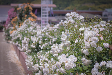 白いバラの壁