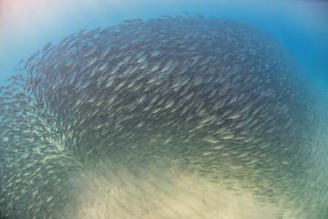 Swirling School of Fish