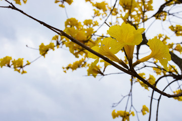 blooming Guayacan or Handroanthus chrysanthus tree