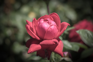 赤いバラ２