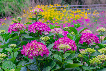 初夏のアジサイ　花の背景