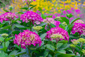 ピンクのアジサイとカラフルな花たち