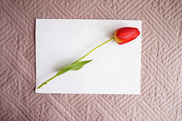 red tulip on a white sheet