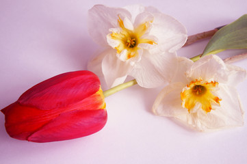 red tulip and artificial flower, close up