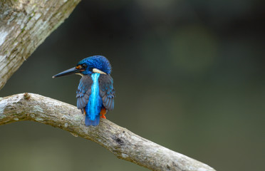 Blue-eared kingfisher 