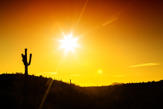 Phoenix Arizona Desert Sunset Silhouette