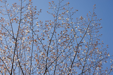 青空の下の山桜の花花