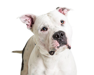 Portrait White Pit Bull Terrier Dog