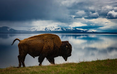 Bison at lake - 208020624