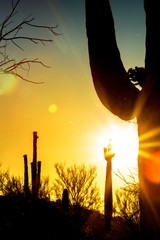 Saguaro Cactus Silhouette at Colorful Sunrise
