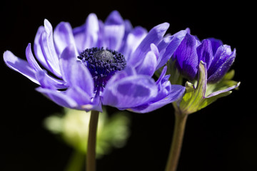 黒バックの紫色のアネモネの花