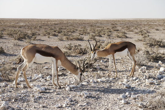 Two springbok in the Etosha National Park