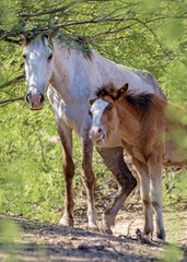 Obraz na płótnie Canvas Wild Horse and Foal Together