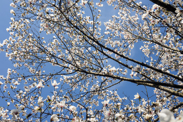 青空の下のコブシの花花