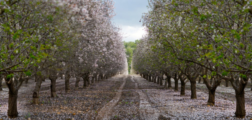 blooming garden with fruit trees