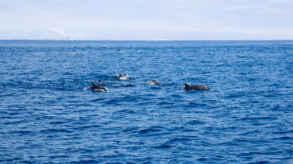 Fototapeta premium Playful dolphins swimming in open ocean waters near Ventura coast, Southern California
