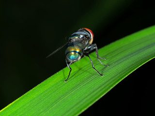 Macro Photo of Blow Fly on Green Leaf Isolated on Background