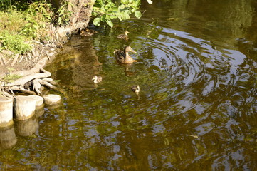 Mallard duck mother with young ducklings on lake