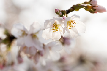 朝露に濡れたソメイヨシノの花