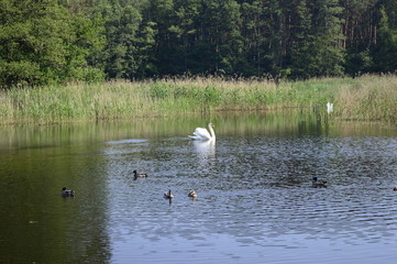 Naklejka na ściany i meble ducks and swans on the pond - the beauty of spring nature