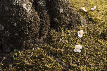 根元に落花したソメイヨシノの花