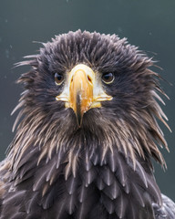 Sea eagle (Haliaeetus albicilla) American