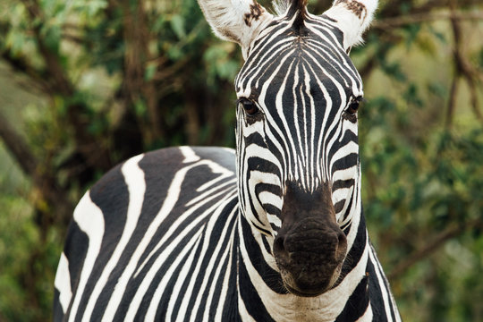 Zebras in Kenya