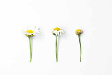 Three phases of life