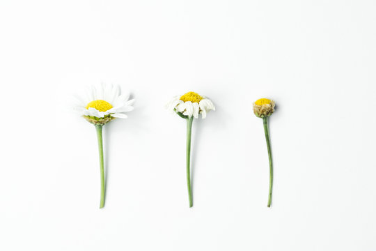 Three phases of life