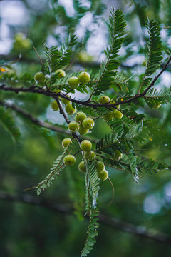 Indian gooseberry after rain.