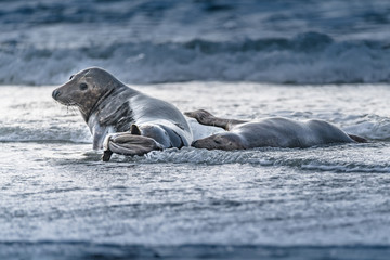 Atlantic Grey Seal Pup on Sandy Beach/Atlantic Grey Seal Pup/Atlantic Grey Seal Pup (Halichoerus Grypus)