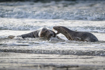 Atlantic Grey Seal Pup on Sandy Beach/Atlantic Grey Seal Pup/Atlantic Grey Seal Pup (Halichoerus Grypus)