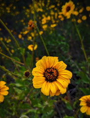 Sunflower summer 