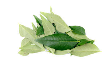 Obraz premium Fresh curry leaves isolated on white. Curry leaves used as cooking ingredients as well as health beneficial home remedies. 