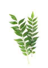 Fresh curry leaves isolated on white. Curry leaves used as cooking ingredients as well as health beneficial home remedies. 