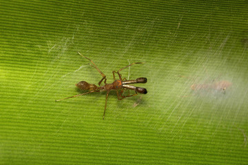 Ant mimicking spider, Myrmarachne sp, Salticidae, Bangalore