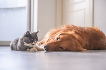 British short hair cat and golden retriever