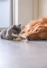 British short hair cat and golden retriever