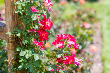 Fototapeta na wymiar Beautiful colorful climbing roses in spring in the garden.