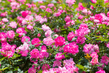 Beautiful colorful climbing roses in spring in the garden.
