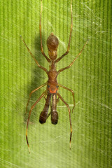 Ant mimicking spider, Myrmarachne sp, Salticidae, Bangalore