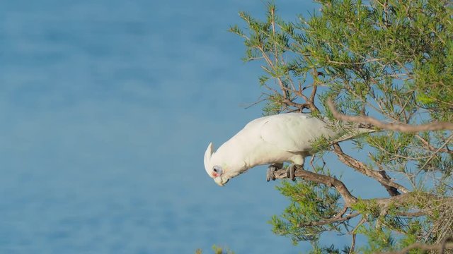 A Little Corella (Cacatua sanguinea) launching into flight from the branch of a tree. 4K video.