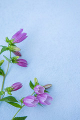 紫の花と水色の背景