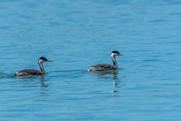 Western Grebe, birds swimming in California