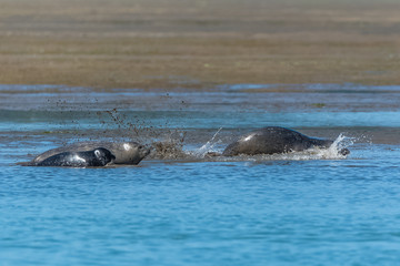 Harbor seals lying on the sand in California, the mother and the baby playing in the mud
