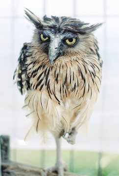 Eagle Owl