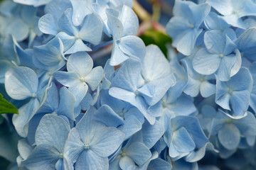 明月院の紫陽花
